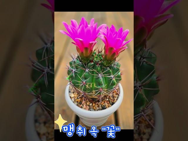  귀염뽀짝 다육이 천국! 쑥쑥다육 키핑장으로 놀러오세요 #쑥쑥다육#다육이키핑장#다육이귀염뽀 #플랜테리어#다육덕후모여라#다육이힐링#천안다육이#귀여운영상#다육이10%할인