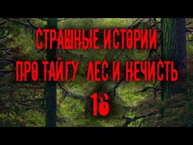 Страшные истории про лес тайгу и нечисть 16