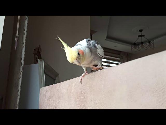 Curious Cockatiel Rocky !