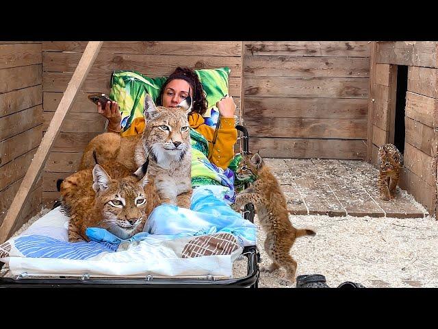 The reaction of LYNXES WITH KITTENS to a cot / How to relax in the company of lynxes