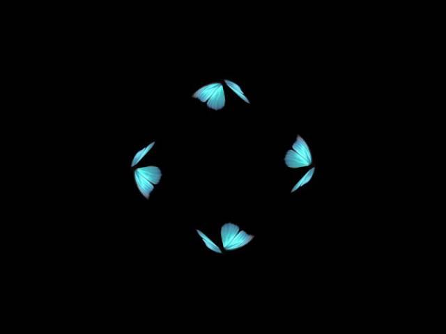 Butterfly Hologram Video HD