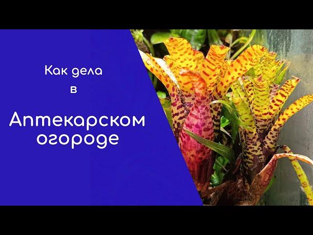 Как дела в Аптекарском огороде?