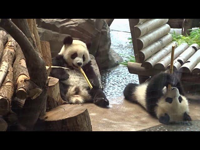 Pandabrüder Pit und Paule teilen sich ein Bambusrohr 07 08