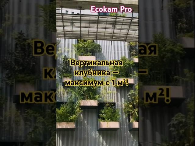 Вертикальная клубника — максимум с 1 м²! #ягоды #вертикаль #урожай #EcokamPro