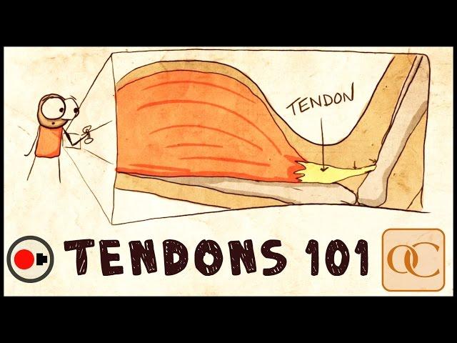 The Basic Science of Tendons & Tendinitis