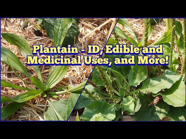 Plantain - ID, Edible and Medicinal Uses, and More! Broadleaf and Narrowleaf Plantain