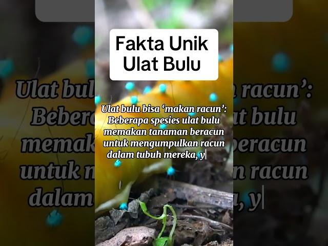 Ulat Bulu Makan Racun untuk Lindungi Diri dari Pemangsa! Fakta Menakjubkan! #shorts #faktaunik #ulat