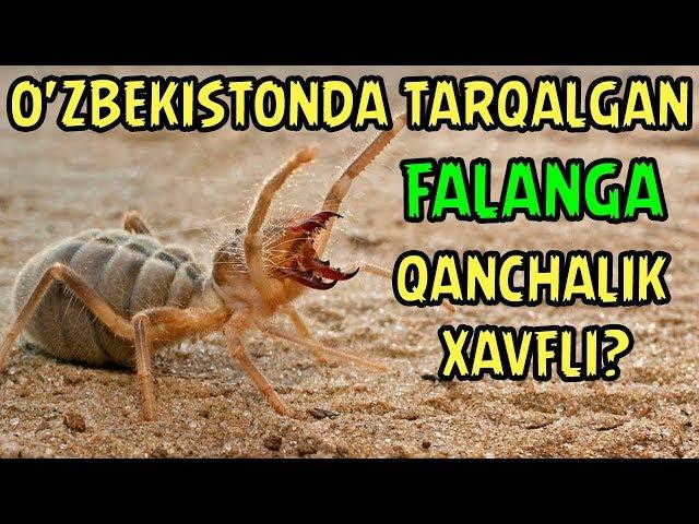 ЎЗБЕКИСТОНДА ТАРҚАЛГАН ФАЛАНГА ХАВФЛИМИ? | O;ZBEKISTONDA TARQALGAN FALANGA XAVFLIMI?