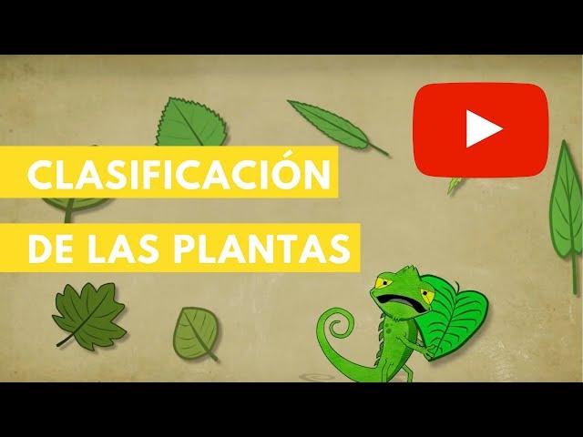 Clasificación de las plantas | Camaleón