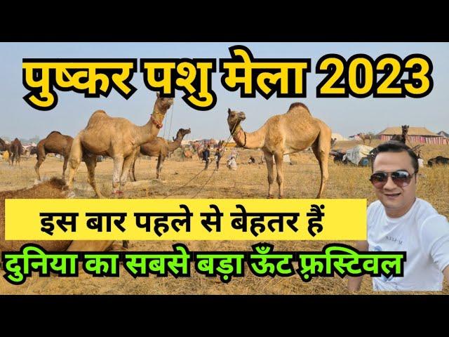 pushkar mela 2023 / pushkar camel fair 2023 / pushkar pashu mela / camel ground pushkar