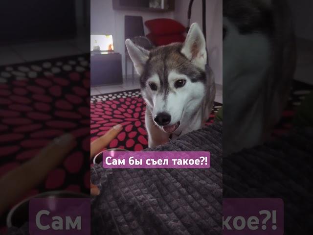 Угрозы хасочки! Дайте ей скорее колбаску #хаски #ням #милота #собачки #животные #husky #топ #реки