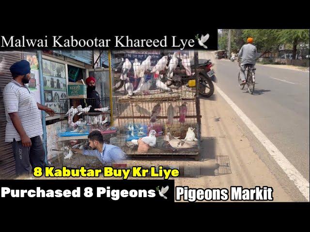 ਨਵੇਂ ਕਬੂਤਰ ਲਿਆਂਦੇ ਮਿੱਤਰੋ️|| New pigeons On Our Setup️|| #pigeon #kabootar