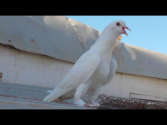 Такла ВЗРЫВНОЙ СТОЛБ ИГРА!!! Голуби Руслана. УЗБЕКИСТАН. Pigeons TAKLA EXPLOSIVE GAME!!!