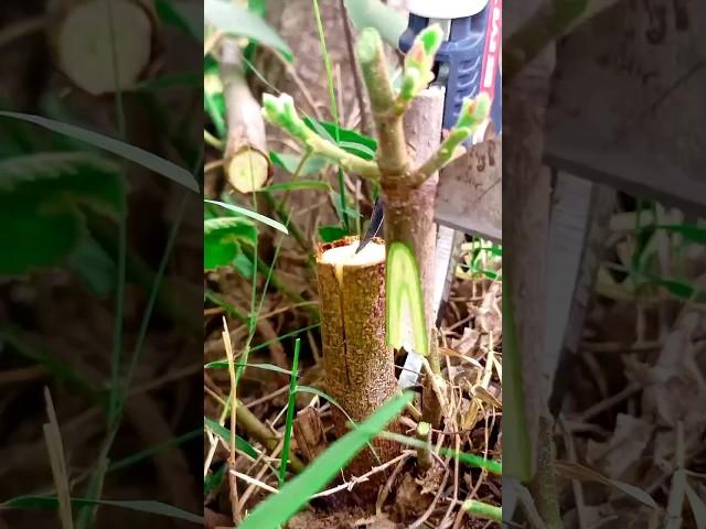 Best fig plant grafting techniques for fig tree #fig #satisfying #grafting #tree #shortsfeed