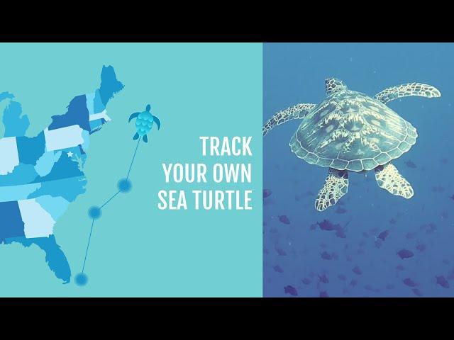 Wildlife Collections - Track a Sea Turtle