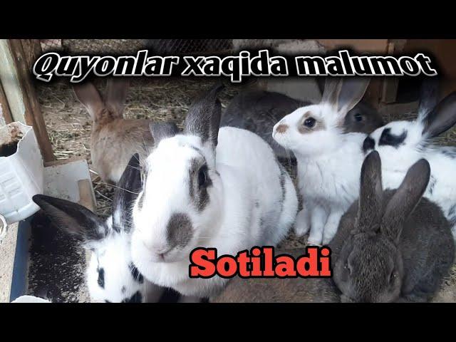 QUYON BOQISH SIRLARI QUYONLAR BOLALAGAN JOYIDAN UDAR VIDEO 03.012022