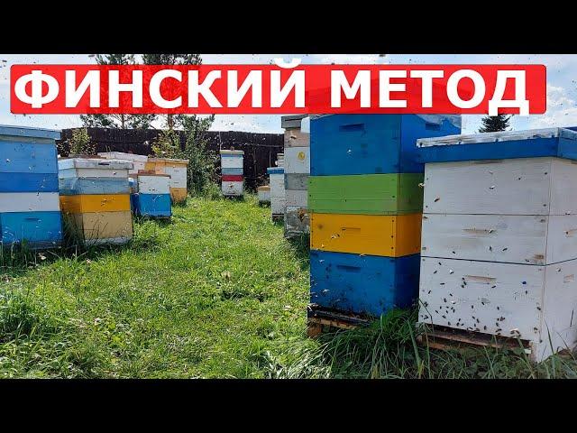 ВАРВАРСКИЙ МЕТОД ЗАМЕНЫ МАТКИ/пчеловодство 2020