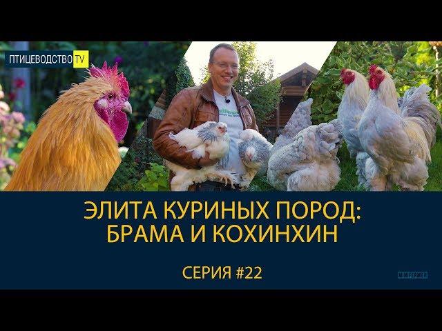 БРАМА И КОХИНХИН - элита крупных куриных пород. Рассказ о породах. Птицеводство ТВ #22