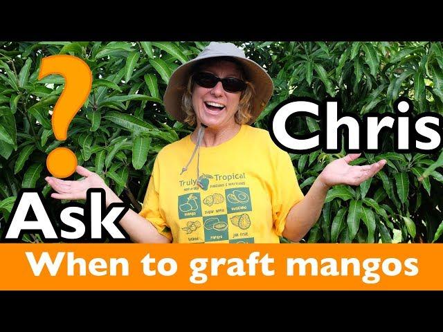 ASK CHRIS- When is the best time to graft mango trees?