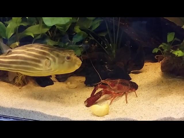 E.T my fahaka puffer fish eating crayfish (big)