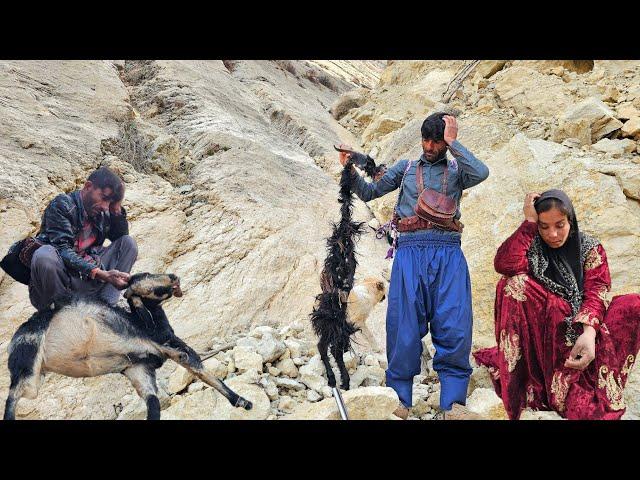  Nomadic goat hunting by wolves in the mountains 