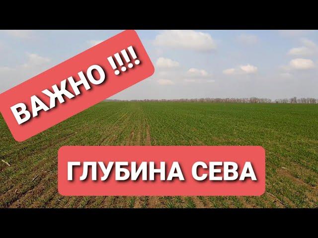 Влияние глубины посева пшеницы на развитие растения