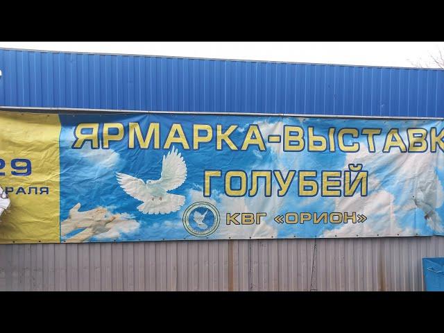 5.11.2023 Ярмарка голубей г.Курск.