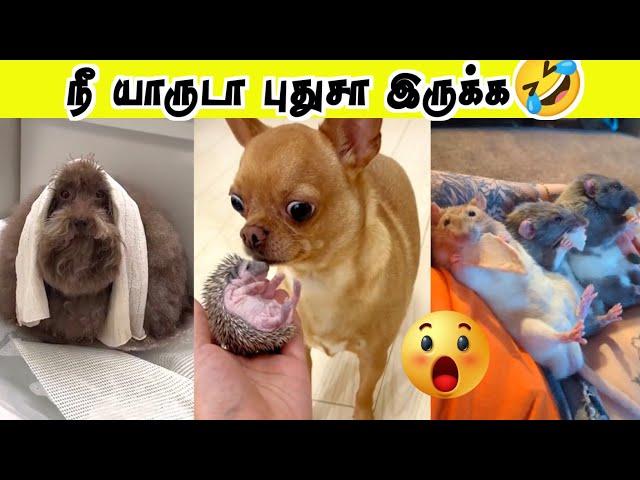 உண்மைய சொல்ல யாரு நீ  | விலங்குகளின் Mind Voice comedy | Hoomans