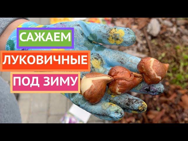 МОИ СЕКРЕТЫ ПОСАДКИ ЛУКОВИЧНЫХ ОСЕНЬЮ!