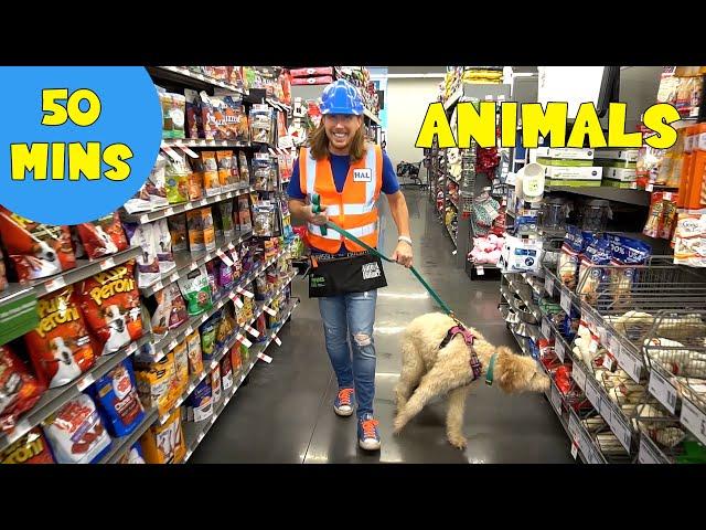 Animals for kids with Handyman Hal | Work at a Pet Store | Ride Horses and Farm Animals