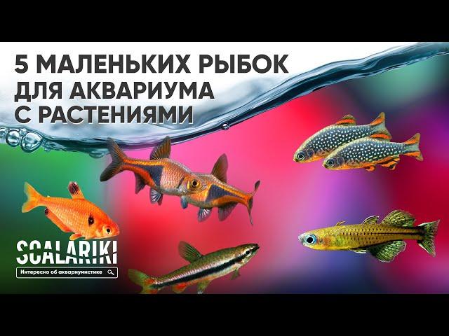 5 самых маленьких рыбок для аквариума с живыми растениями. Часть 1