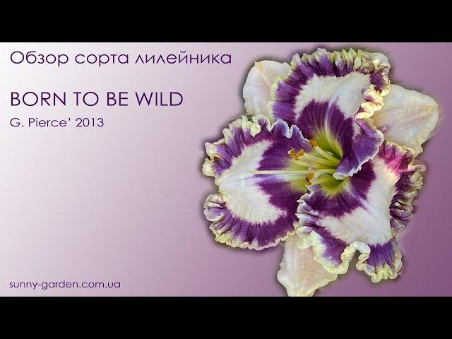 Обзор сорта лилейника BORN TO BE WILD, G. Pierce' 2013