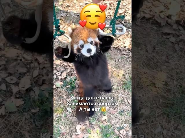 Милая панда занимается спортом ️ #природа