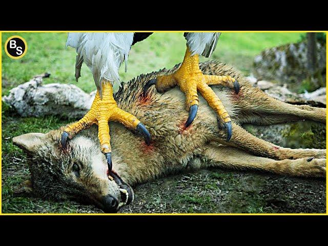 Horrible Giant Eagle Kills And Eats Kangaroo, Goat and Wolf