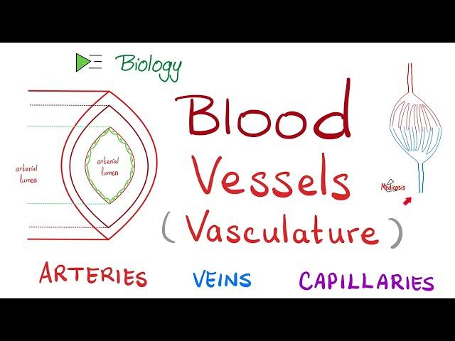 Blood 🩸 Vessels  (Vasculature) | Arteries, Arterioles, Capillaries, Venules & Veins | Biology