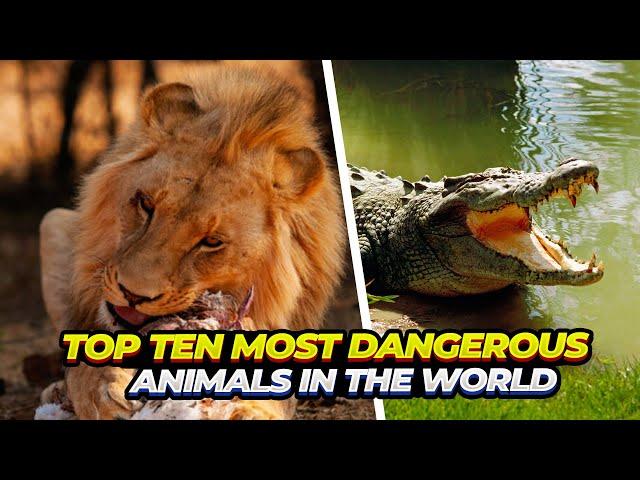 Top 10 Most Dangerous Animals in the World!