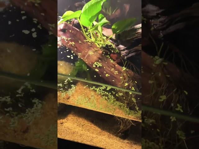 Exo terra mini musk turtle aquarium