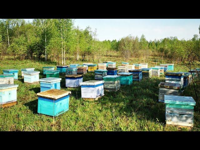 Вывезли пчел на Иву, Пасека Старчевских, Сибирь