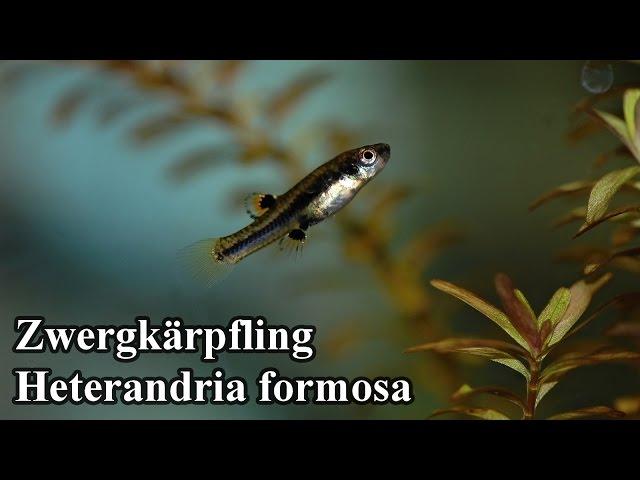 Zwergkärpfling - Heterandria formosa