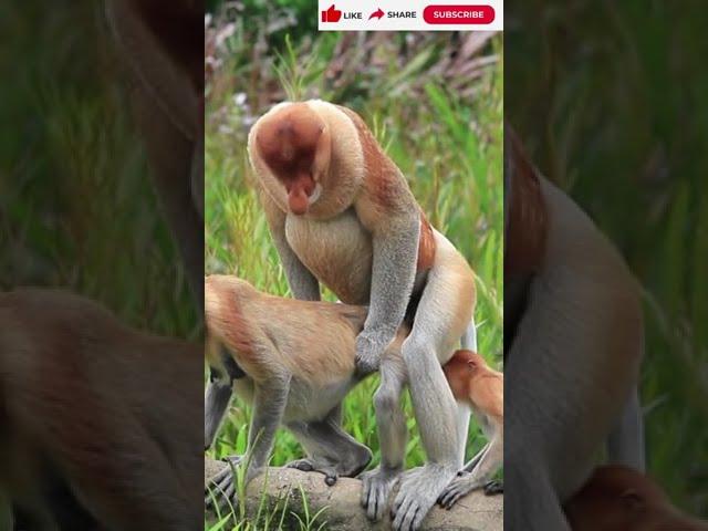 Macacos Namorando - Vida Intima Dos Macacos - Macacos Inteligentes - Animais Na Selva #shorts