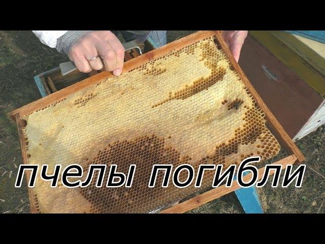 ПОЧЕМУ ПОГИБЛИ ПЧЁЛЫ? В ЧЕМ ПРИЧИНА? Как не надо делать.