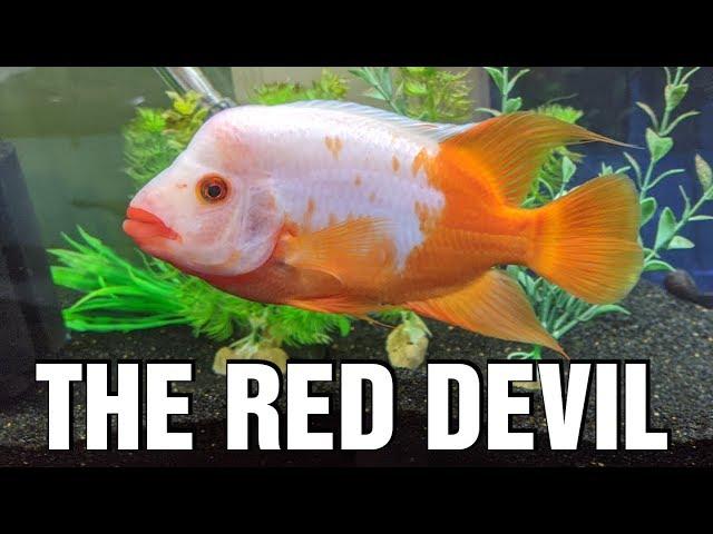 The Red Devil Cichlid - Species Spotlight