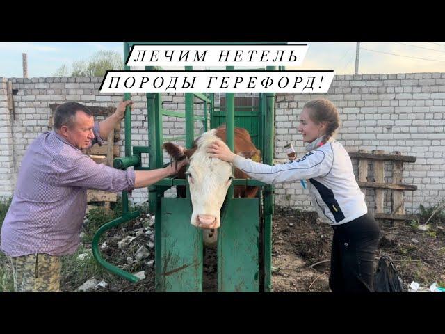 Купили станок для фиксации КРС! Обустраиваем новую ферму для мясных коров!