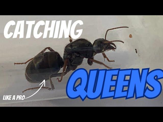 Queen Ants: How to Catch a Queen Ant!