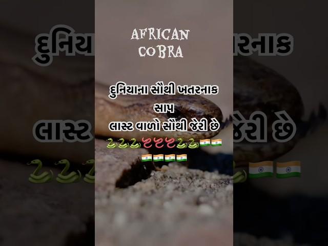 દુનિયાના સૌથી ખતરનાક સાપ #snake #trending #funny #viralshorts #shorts #gujaraticomedy #funnyshorts