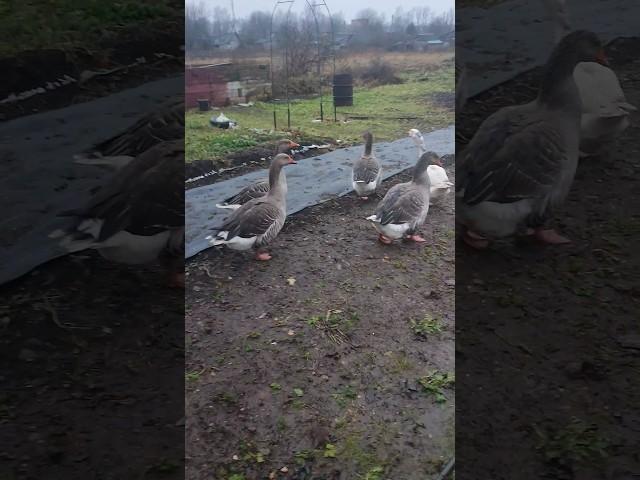 В деревне утро началось  Гуси🪿 куры утки кошечка Лапа