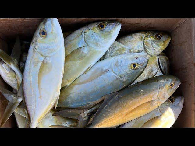 Yellow Jack fishing for BEGINNERS! EASIEST way to catch them while Bridge Fishing in the FL Keys!