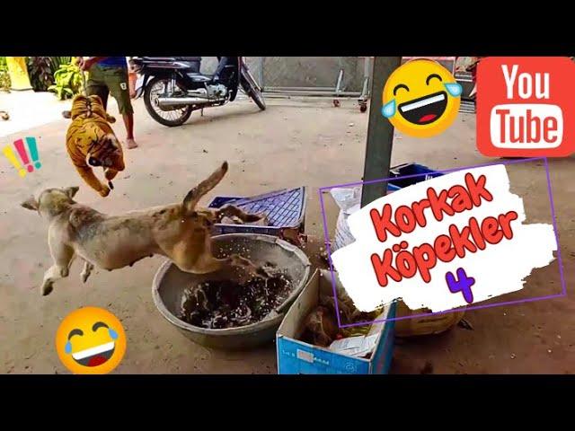 KORKAK KÖPEKLER 4 Komik Videolar  - Funny and Fun Dog Jokes