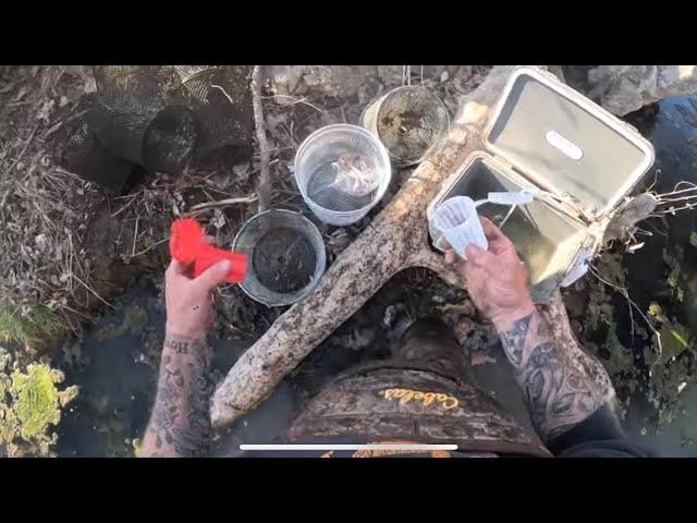 Minnow trapping and pond update!!