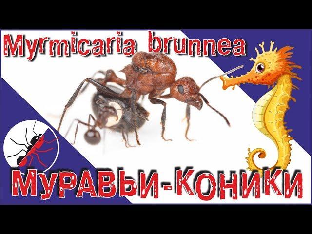 The ants Myrmicaria brunnea. Ants, seahorses, ants, horses